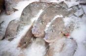 How To Thaw Frozen Fish